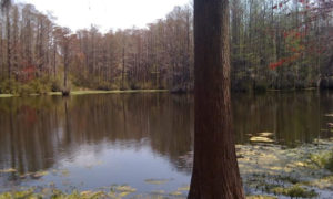 Greenfield Lake views in Wilmington NC