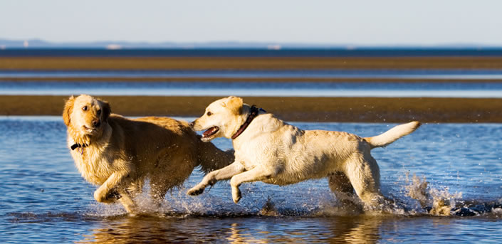 Dogs playing on the beach. Leash law information for areas around Wilmington.