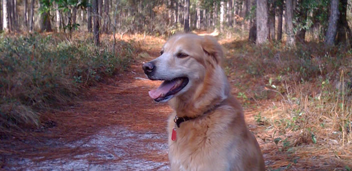 Hiking trails in Brunswick County, North Carolina with golden retreiver, Ted.