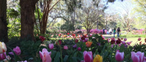 Tulips at Airlie Gardens in Wilmington