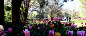 Airlie Gardens in Wilmington, NC