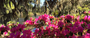 Azaleas and Spanish Moss in Airlie Gardens in Wilmington